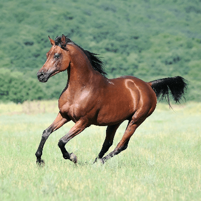 brown arabian horses