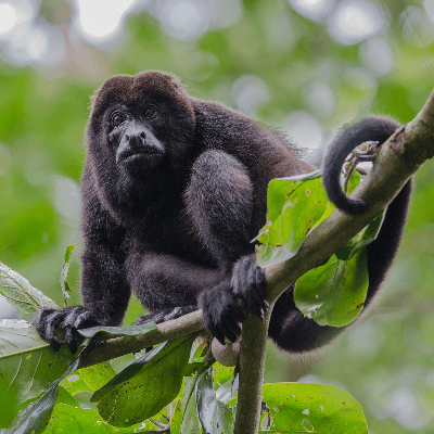 View Howler Monkey Howling Loud Pictures