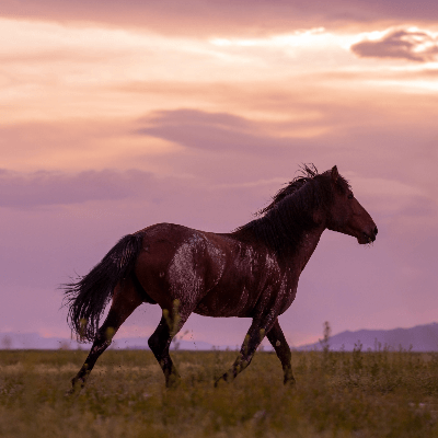 What is the lifespan of a wild horse