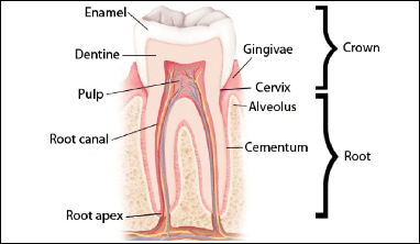 Human Teeth Anatomy Diagram