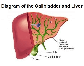 Gallbladder Facts for Kids - Facts Just for Parents, Teachers and Students