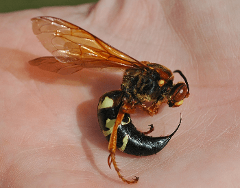 cicada killer wasp sting