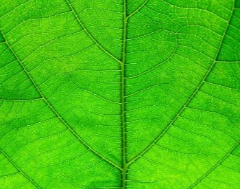 21 Leaf Facts For Kids Learn About Leaves