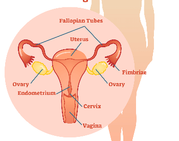 human reproductive system diagram for kids