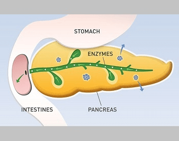 Pancreas Facts - Facts Just for Kids