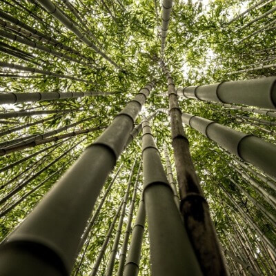 Looking Up In A Bamboo Forest 