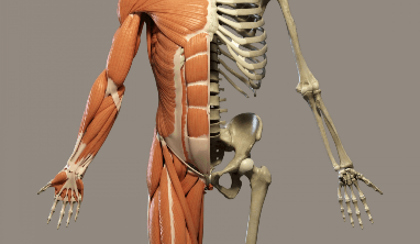 18 Skeletal System Facts for Kids, Students and Teachers