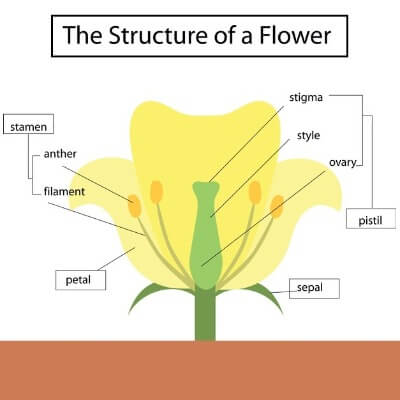 21 Facts About The Parts Of A Flower For Kids