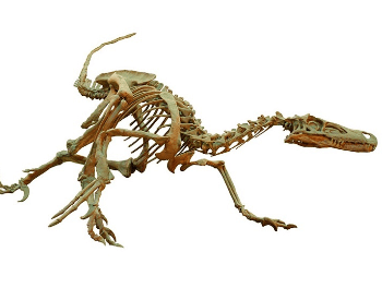 real velociraptor skeleton