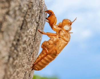 A picture of an empty cicada shell