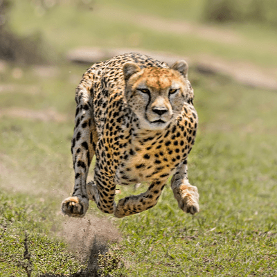 A Picture of Cheetah - Acinonyx jubatus