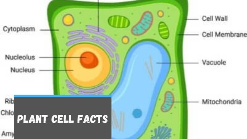plant cell project labeled